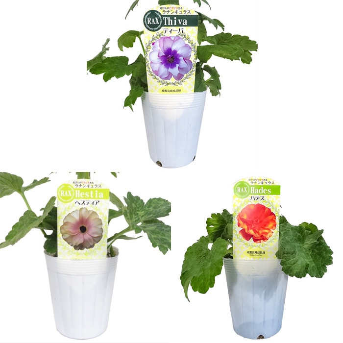 ラナンキュラス ラックス おすすめBセット｜種（タネ）,球根,苗,資材