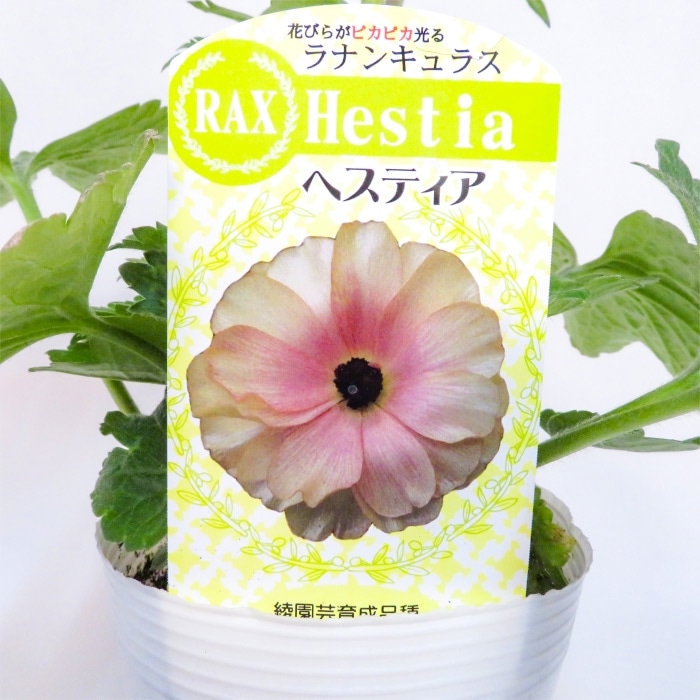 ラナンキュラス ラックス おすすめBセット｜種（タネ）,球根,苗,資材