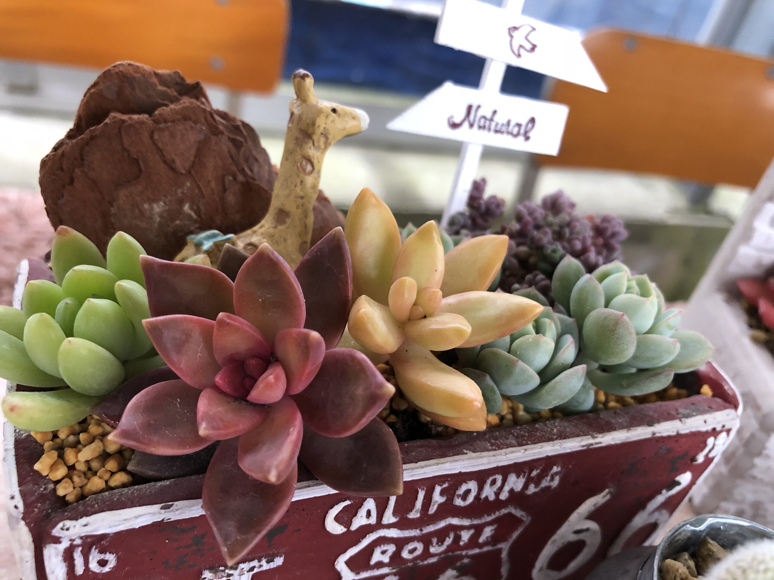 多肉植物の寄せ植えアイデア | Saiki Engei