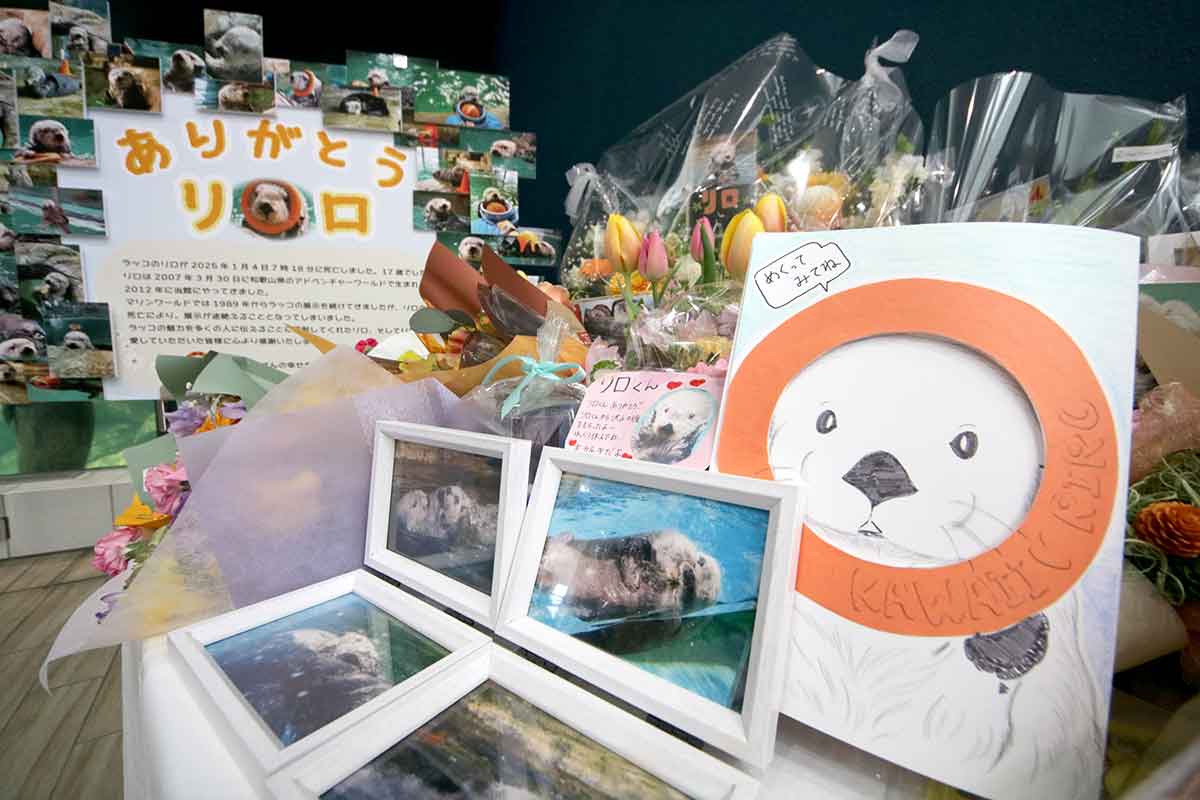 リロ、ありがとう マリンワールド海の中道でラッコ追悼企画 | ニュース