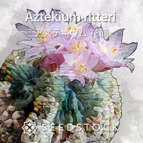 種子] アズテキウム 花籠 Aztekium ritteri | サボテン 珍奇植物 希少