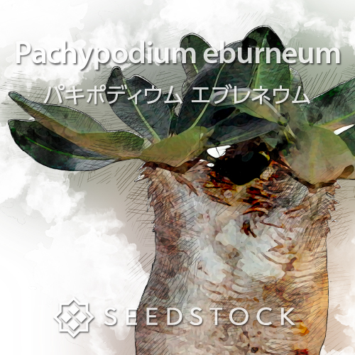 種子] パキポディウム エブレネウム Pachypodium rosulatum var