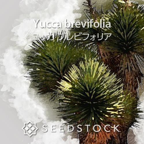 種子] ユッカ シジゲラ Yucca schidigera｜ドライガーデン 耐寒性 実生