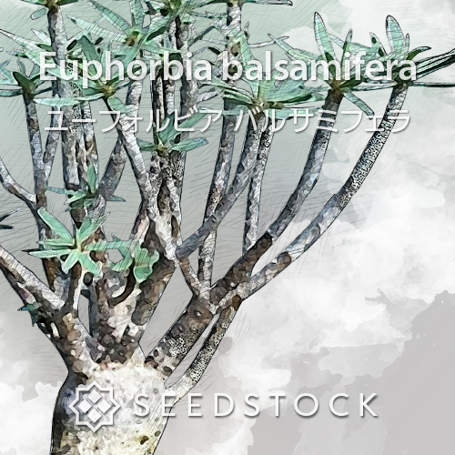 種子] ユーフォルビア バルサミフェラ Euphorbia balsamifera | 多肉