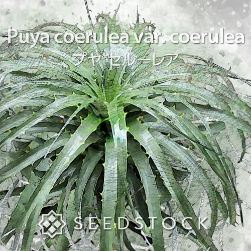 種子] プヤ ベヌスタ Puya venusta | ブロメリア ドライガーデン 希少