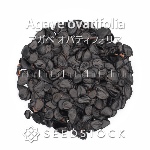 種子] アガベ オバティフォリア Agave ovatifolia | ドライガーデン