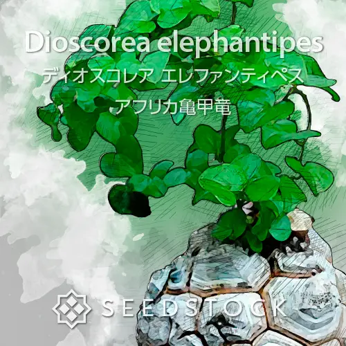 種子] ディオスコレア エレファンティペス Dioscorea elephantipes