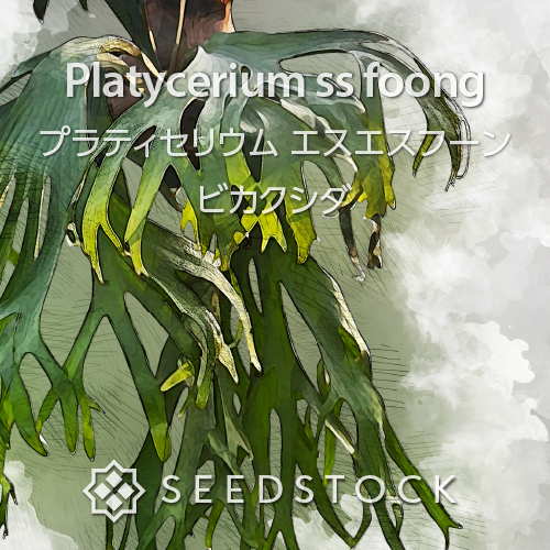 種子/胞子] ビカクシダ コロナリウム ベトナム Platycerium coronarium
