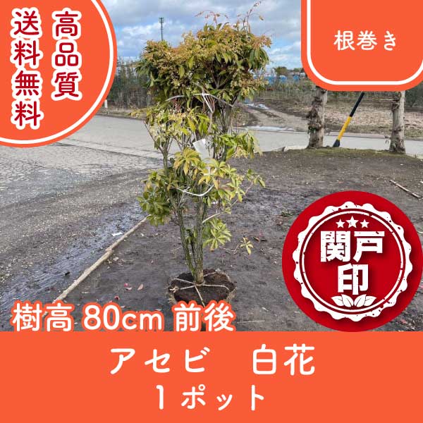 アセビ | 関戸園芸