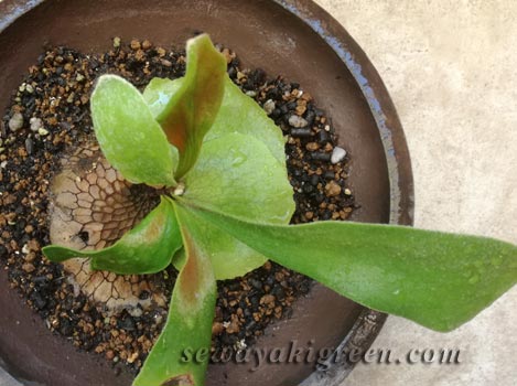 記録し続けることでわかる、ビカクシダ子株の成長