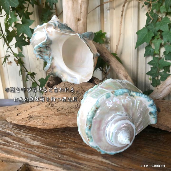 沖縄県宮古島産 天然夜光貝【研磨加工済】19BU - SCIENCE FACTORY ltd.