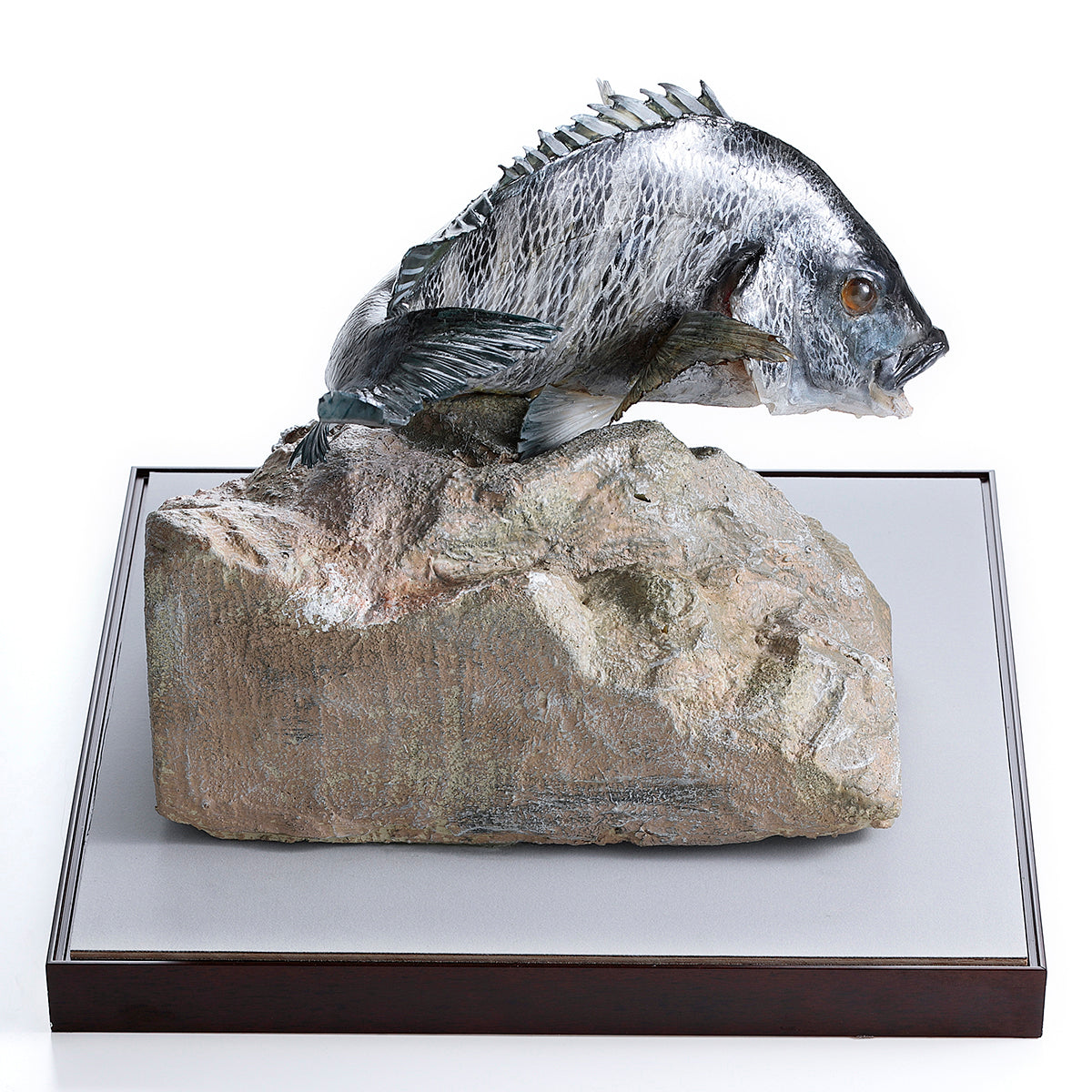 元祖食品サンプル屋｜アートプレミアム｜ハンドメイドフィッシュクロダイ