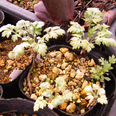 楽天市場】お任せ抜き苗□よもぎ(蓬・艾)□根っこ付き/天然ヨモギ