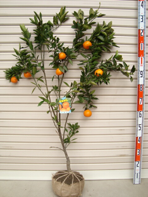 楽天市場】【せとか】4年生接木苗ミカンの苗1本で実がなる 鉢植えok