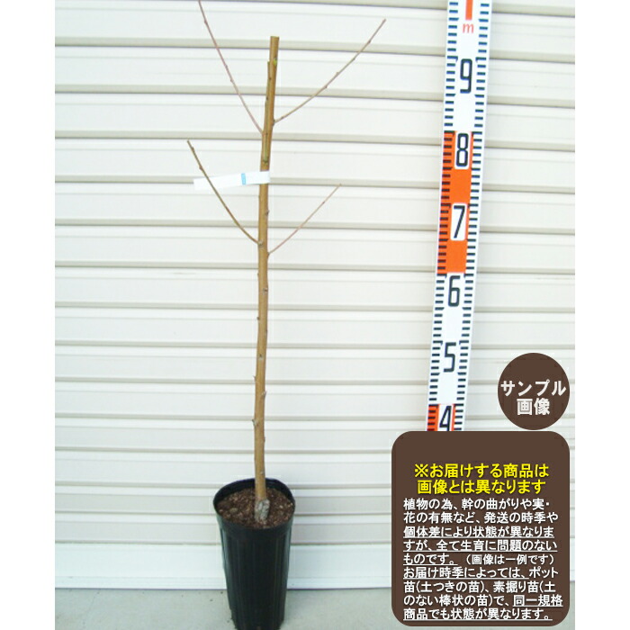 楽天市場】【川中島白桃】1年生接木苗カワナカジマハクトウ モモ※納期