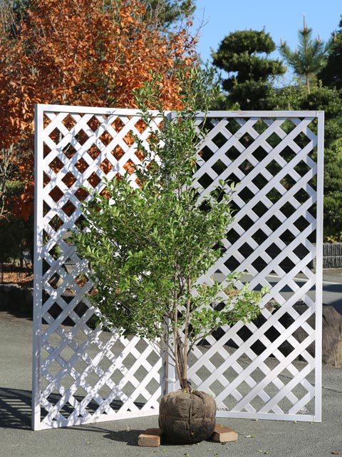 楽天市場】シャシャンボ 1.5m 露地 2本 苗木 : トオヤマグリーン