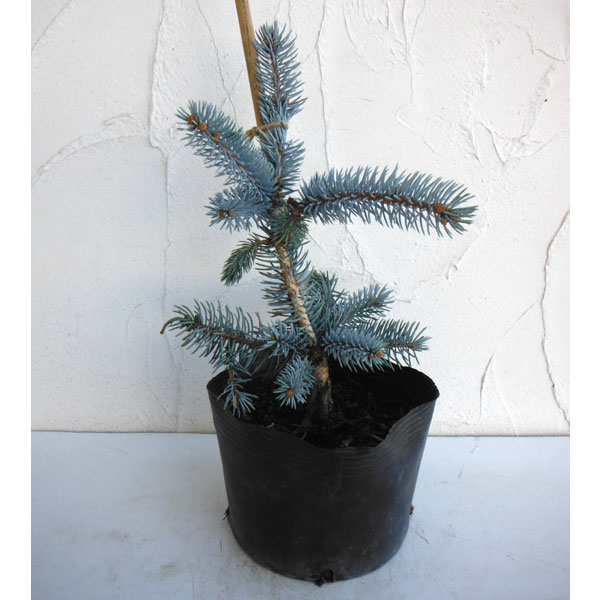 楽天市場】【現品発送】ピセア・プンゲンストーヒ ホプシー 8号鉢植え