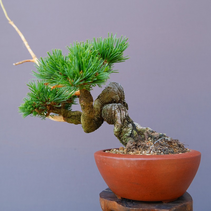 楽天市場】（株）一樹園 赤松 中品盆栽／樹齢40年 : 一樹園