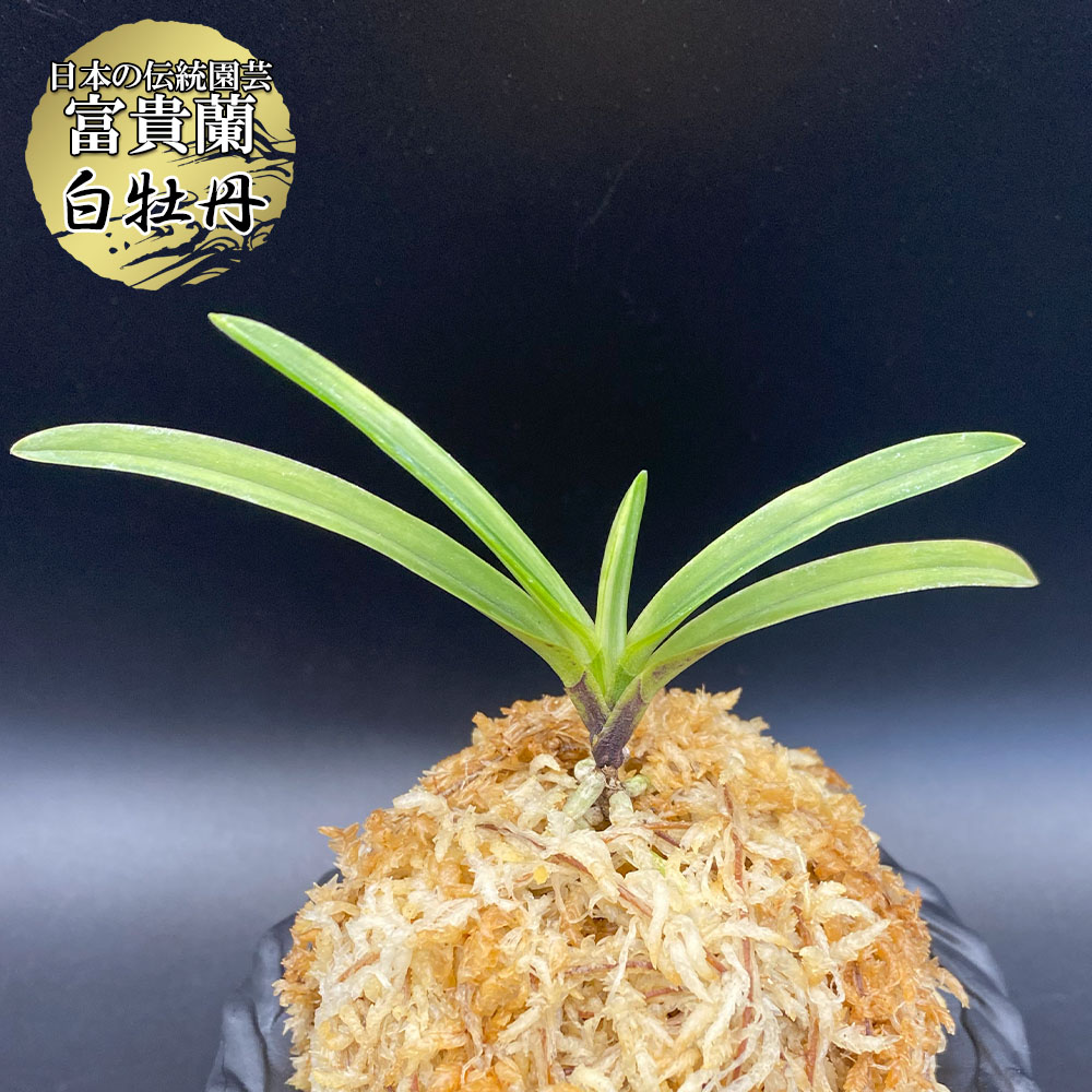 楽天市場】【店内全品2個同時購入10％OFFクーポン配布中】 富貴蘭 無双