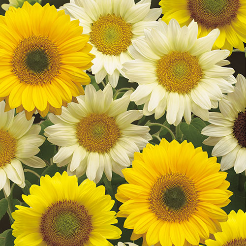 楽天市場】種 ひまわり コレクション 1袋【タキイ種苗公式】春まき