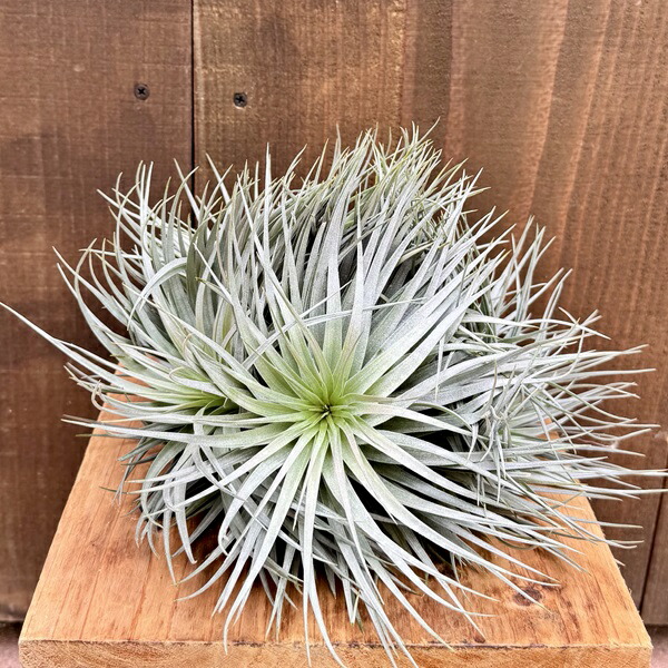 楽天市場】おしゃれ 観葉植物：チランジア ルシール*エアープランツ