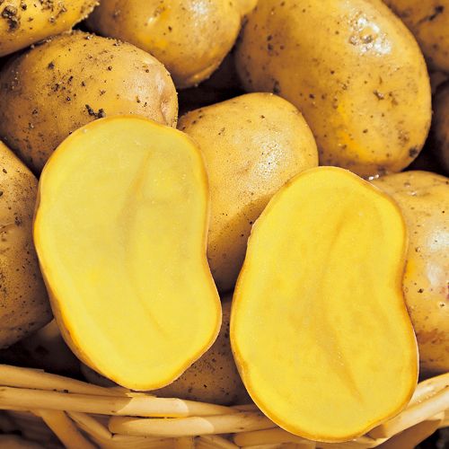 じゃがいも・インカのめざめ| 種・苗・ガーデニング用品の【タキイ