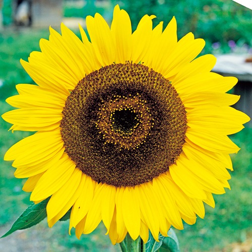 ひまわり・大輪一重咲黄色| 種・苗・ガーデニング用品の【タキイネット