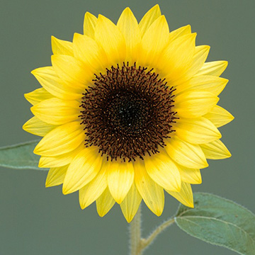 ひまわり - 種・苗・球根・園芸用品・農業資材の通販サイト【タキイ