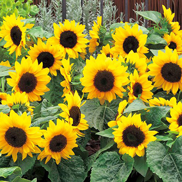 ひまわり - 種・苗・球根・園芸用品・農業資材の通販サイト【タキイ