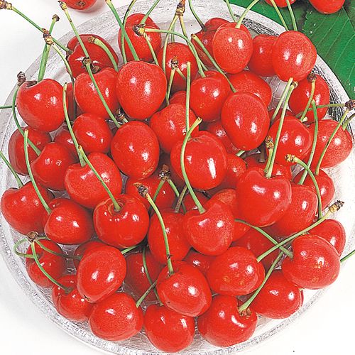 サクランボ・ステラ| 種・苗・ガーデニング用品の【タキイネット通販】