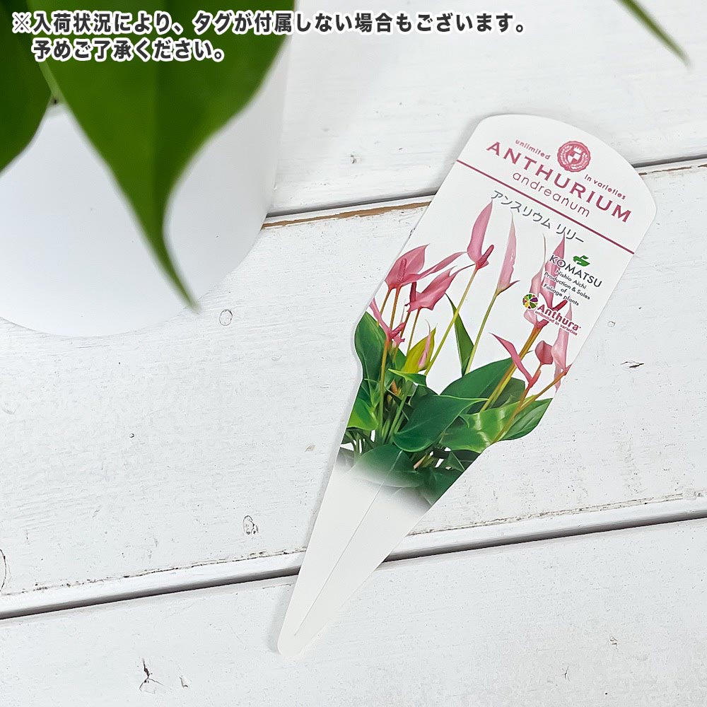 PLANCHU 観葉植物 アンスリウム リリー 4.5号鉢 受け皿付き 育て方説明