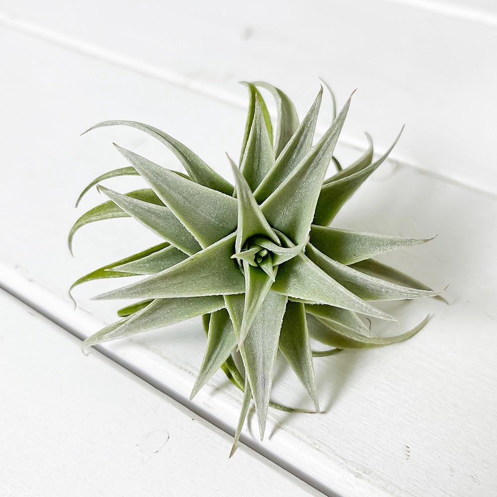 PLANCHU エアプランツ ティランジア エディシアエ グリーンフォーム 1