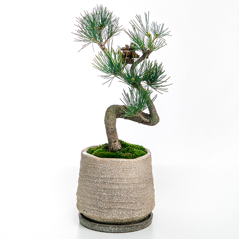 真柏 | 株式会社 四季彩グリーン