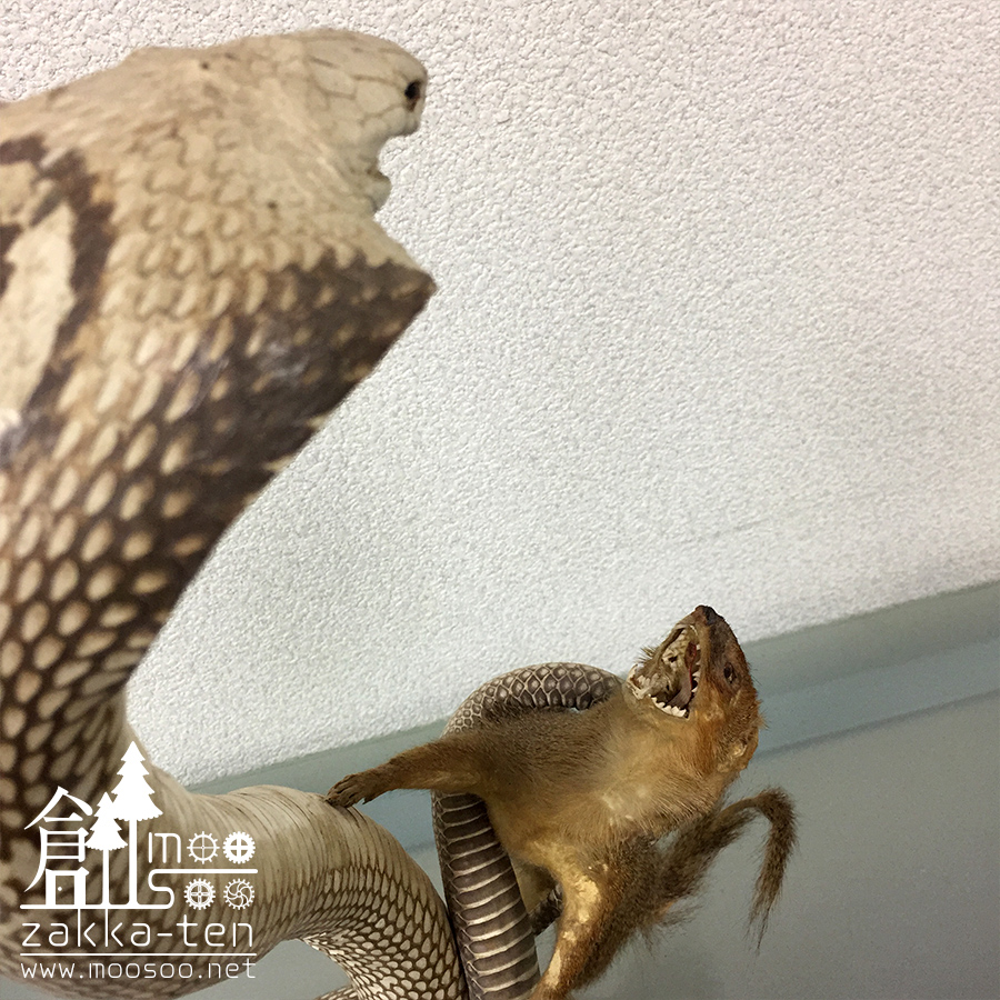 大特価】コブラ VS マングースの剥製2 | 博物と古物の奇妙な雑貨店