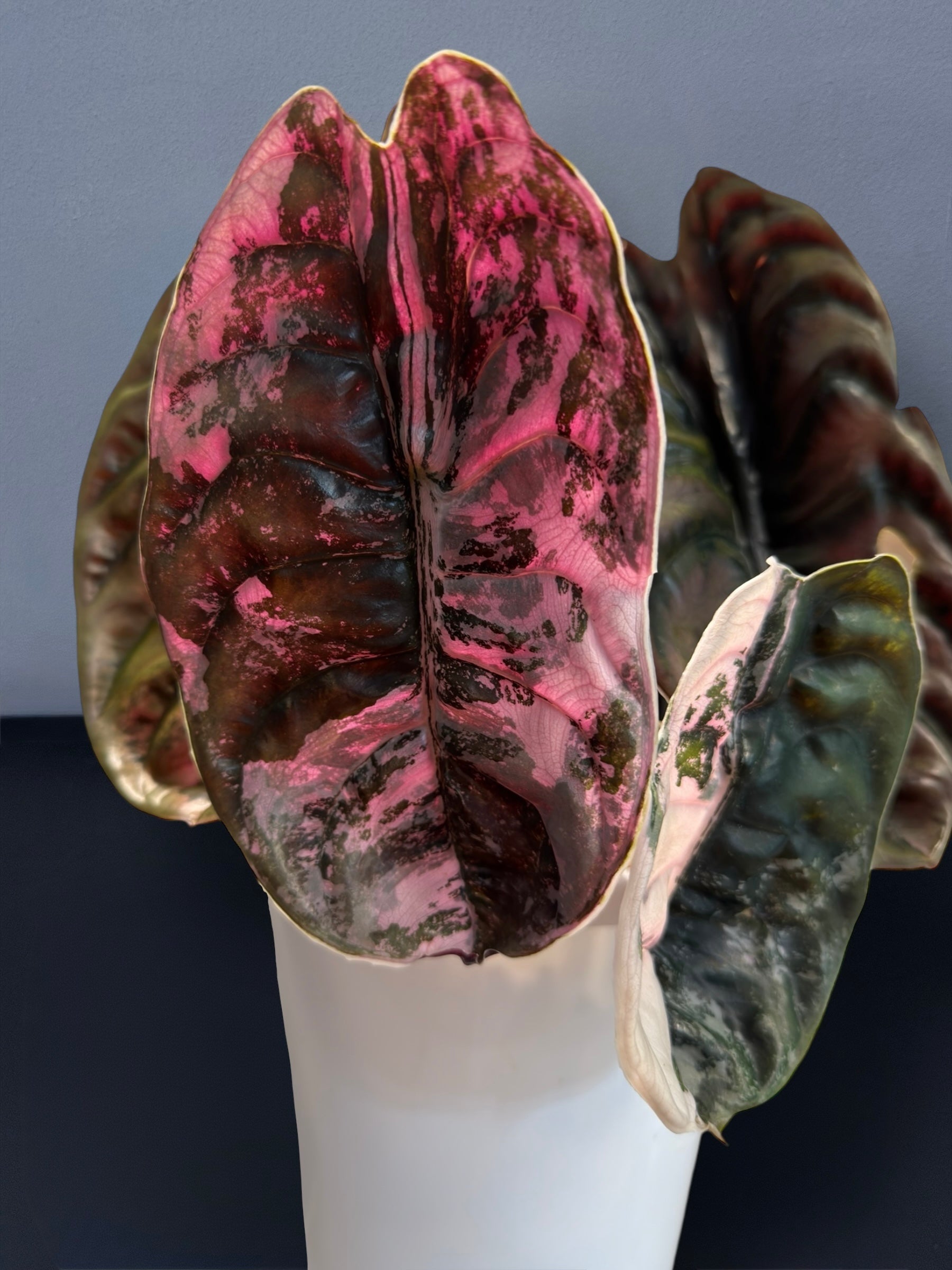 Alocasia Cuprea Pink Variegated – Siamplantes