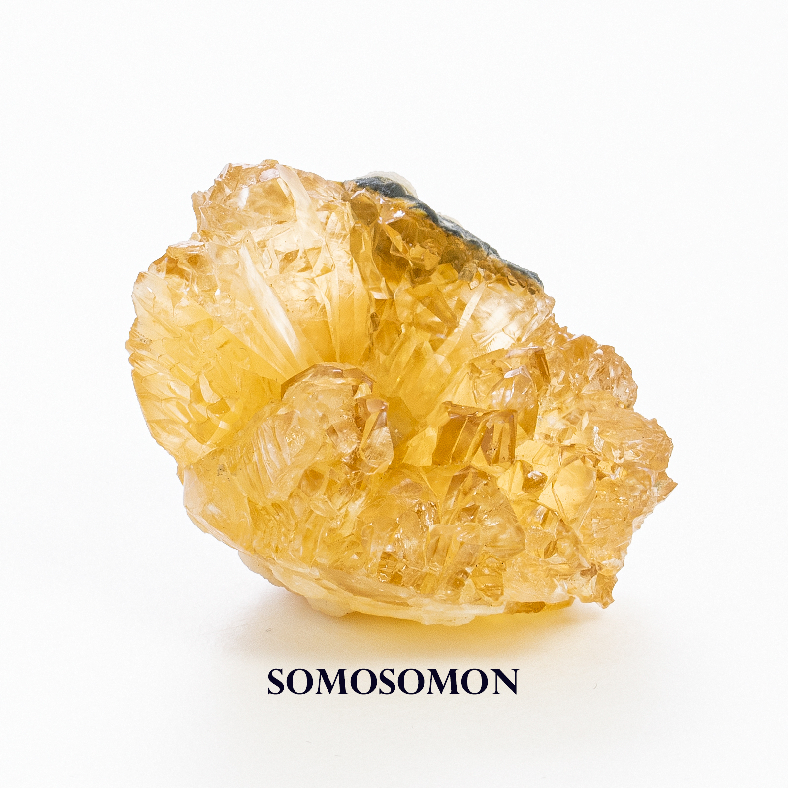 貝化石 イエローカルサイト 77g フロリダ オキーチョビー湖産