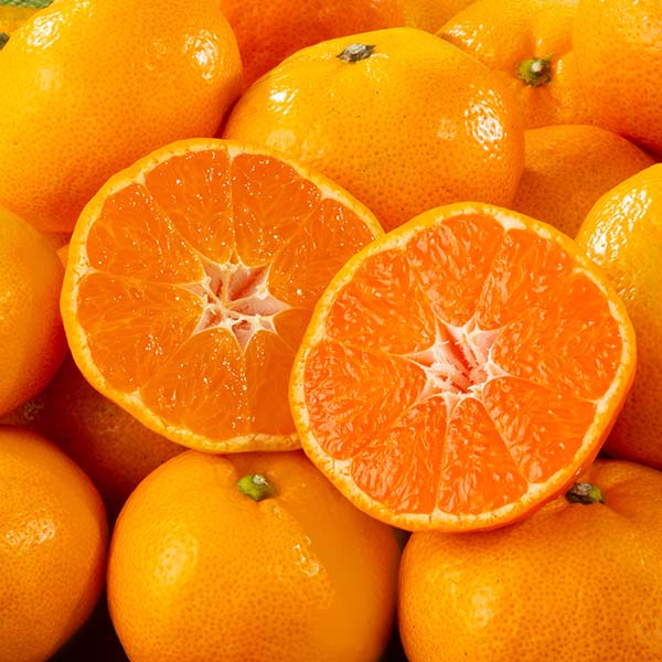 福岡県産 いち陽みかん 華たちばな 5kg 糖度12度以上【お届け期間：3月