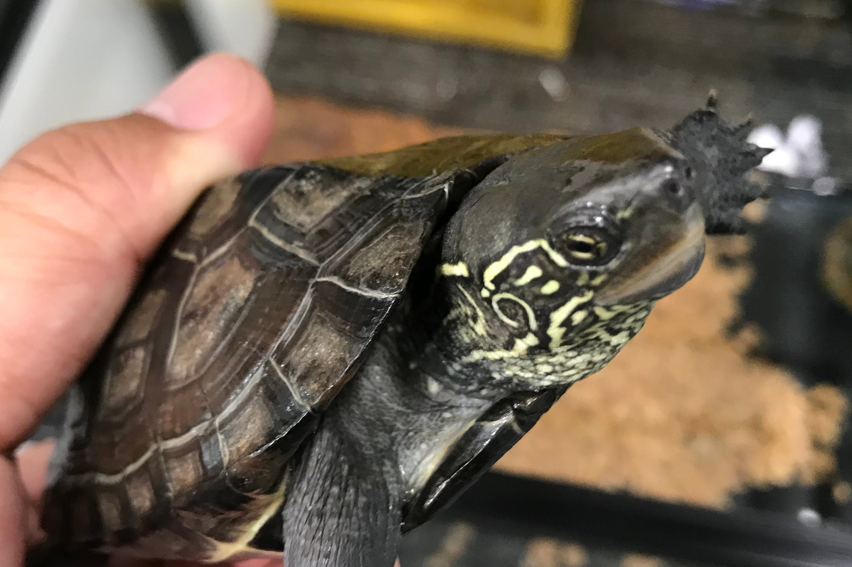 カメちゃんを紹介 | ゴリの日淡とメダカのブログ