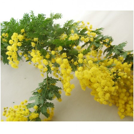 生花】長作園の銀葉ミモザアカシア(80cm) - 花材通販はなどんやアソシエ