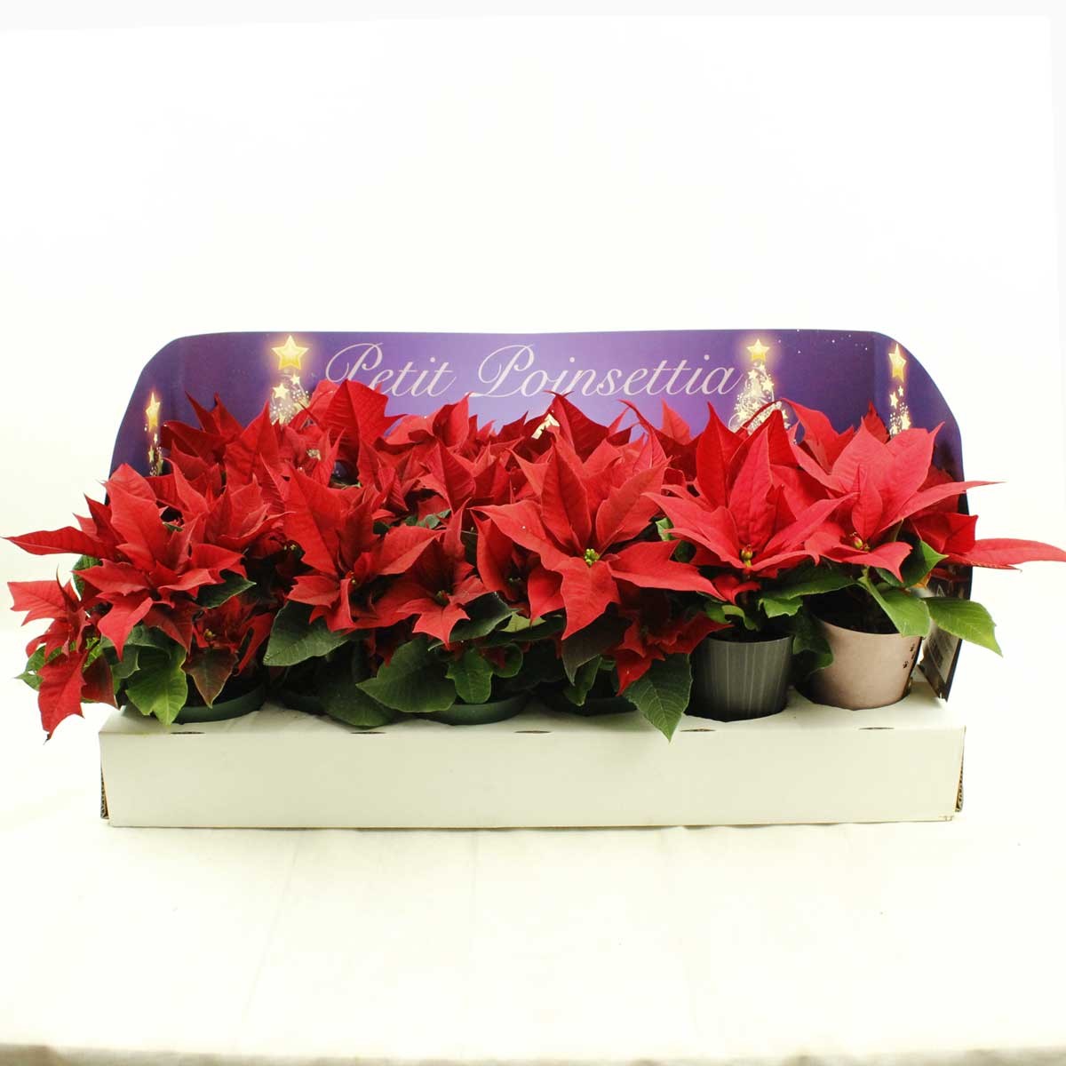 送料無料】【生花/鉢】ミニポインセチア 2.5寸(赤)※北海道・九州・沖縄
