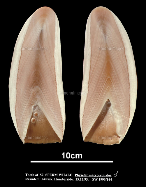 マッコウクジラの歯の断面[20047001814]の写真・イラスト素材｜アマナ