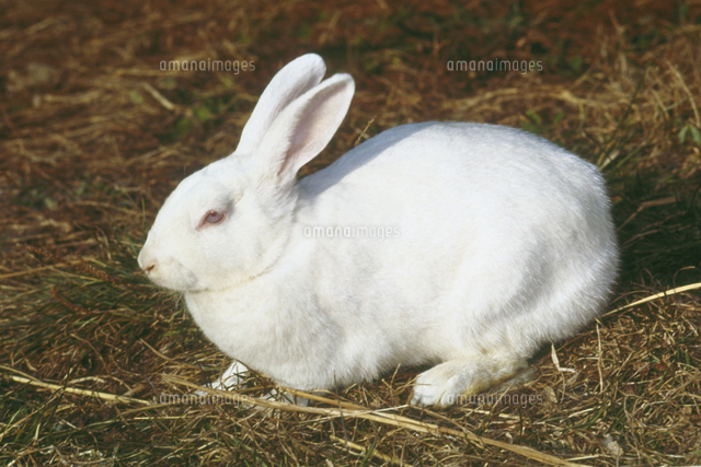 ウサギ（ニュージーランドホワイト）[23018028241]の写真・イラスト