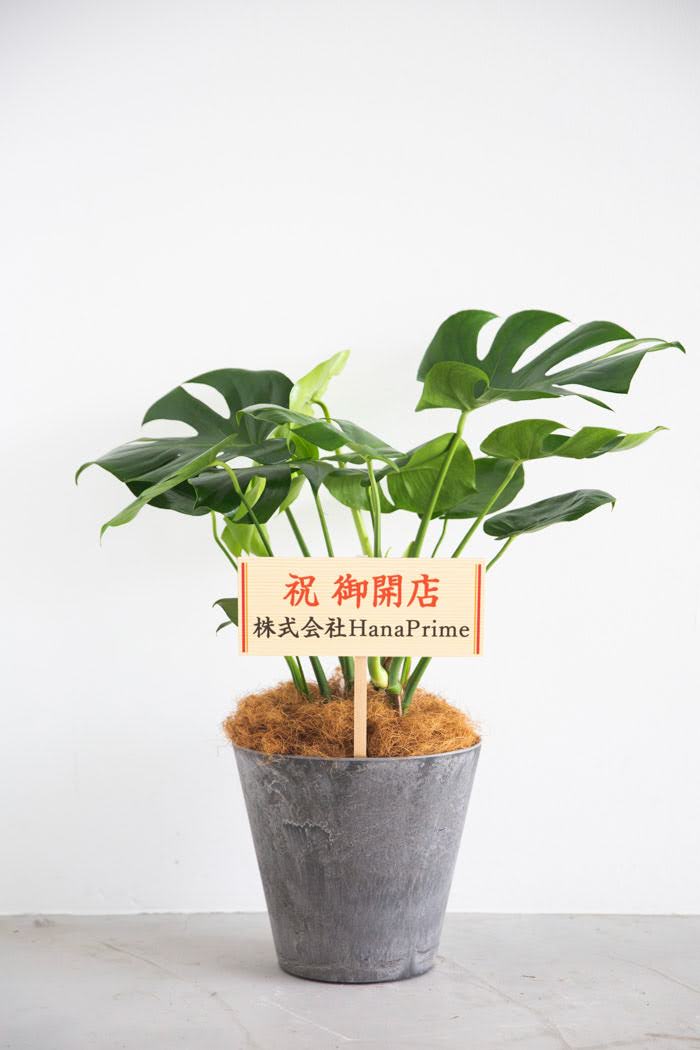 観葉植物 モンステラ（8号鉢）｜HanaPrime（ハナプライム）