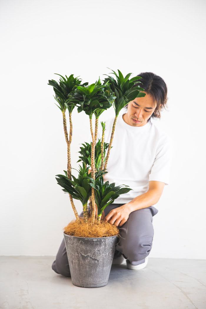 観葉植物 ドラセナ コンパクター（8号鉢）｜HanaPrime（ハナプライム）