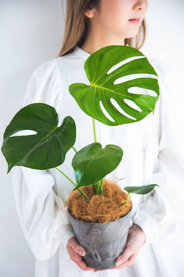 観葉植物 モンステラ（4号鉢）｜HanaPrime（ハナプライム）
