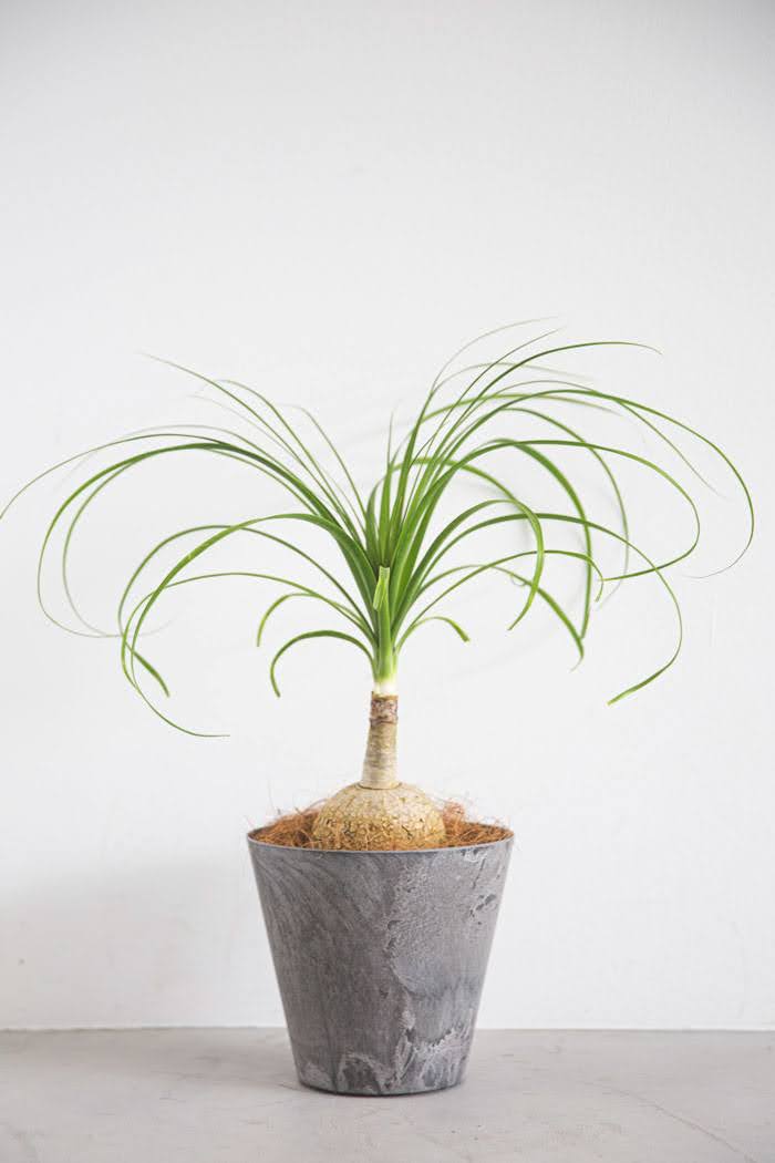 観葉植物 トックリラン（6号鉢）｜HanaPrime（ハナプライム）