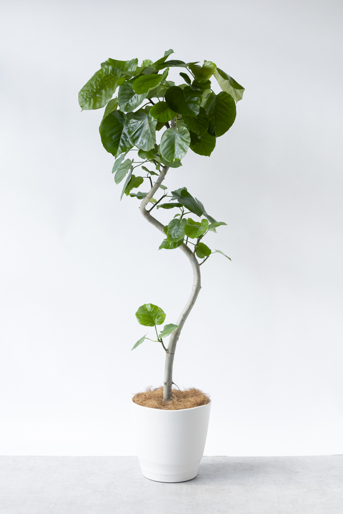 観葉植物 フィカス ウンベラータ曲がり（10号鉢）｜HanaPrime（ハナ