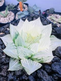 ハオルチア 青蛇伝 カット苗 （白蛇伝） その③ - メルカリ