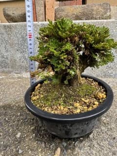 送料無料】岩松 イワヒバ 岩ヒバ 盆栽 山野草 高山植物 58 - メルカリ