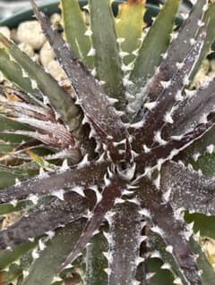 DBディッキア Dyckia Bill Baker hybrid #237 ⑴ - メルカリ